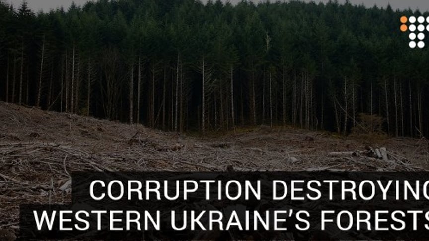 Corruption Destroying Western Ukraine’s Forests