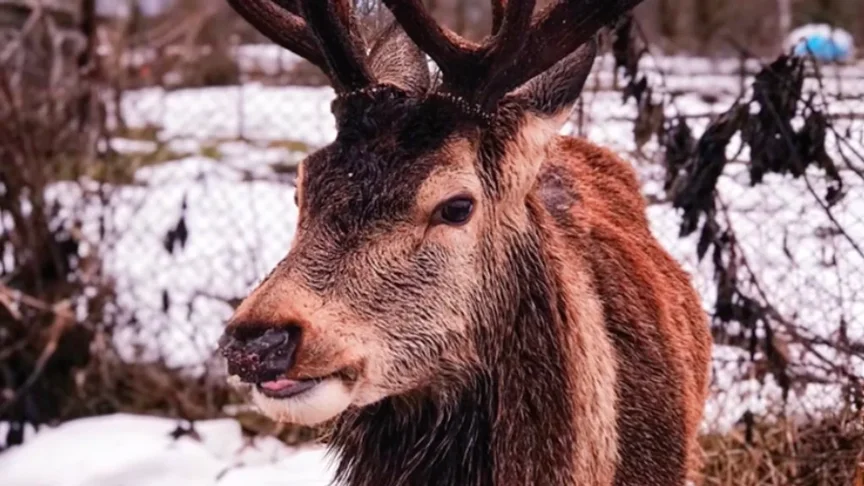 Олень Борис