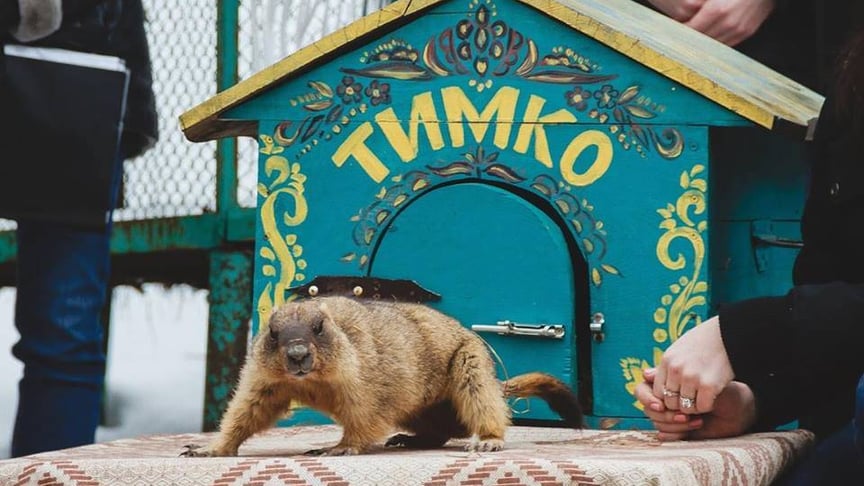 Харківський бабак Тимко Третій