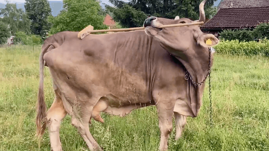 Корова Вероніка використала інструмент, щоб почухати себе