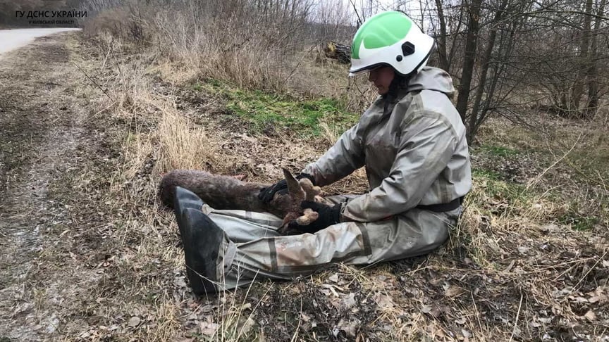 Врятоване поранене оленятко