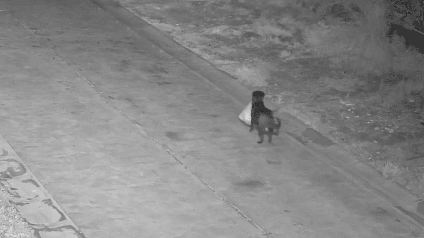 Собака зі сміттям у зубах потрапив на камери відеоспостереження Собака зі сміттям у зубах потрапив на камери відеоспостереження