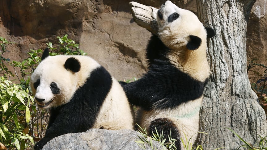 Панди близнюки Сяо Сяо та Лей Лей