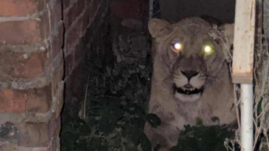 Левиця-втікачка перед тим, як заснути. У медикаментозний сон тварину ввели, щоб безпечно доставити до її місця проживання