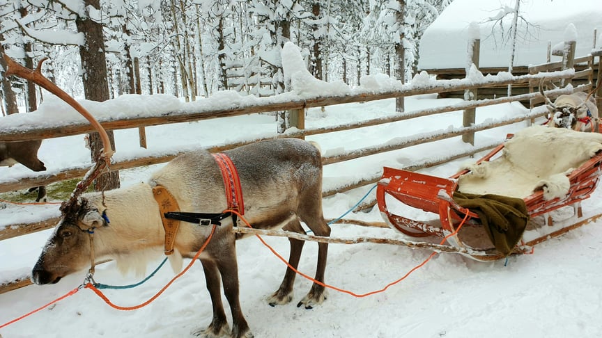 Ілюстративне фото. У Фінляндії оленів часто використовують у туристичному бізнесі