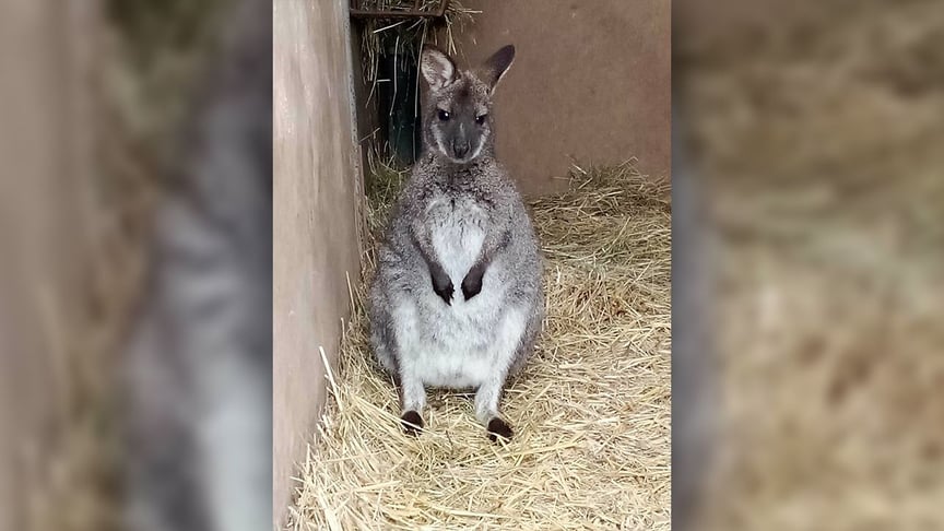 Кенгуру, якого рятувальники ловили в Чехії на Різдво
