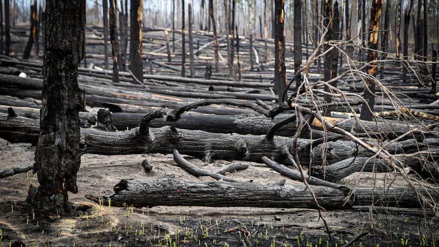 Chernobyl Zone After Huge Blaze (VIDEO)