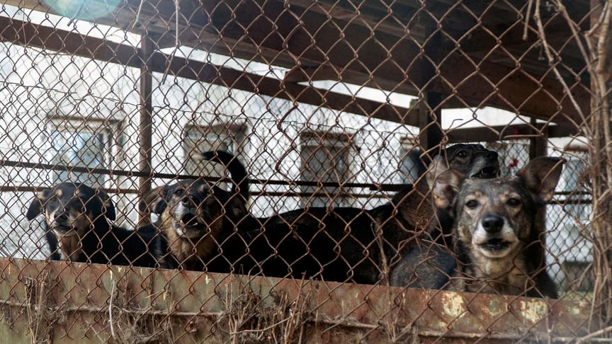 Dogs at the Myloserdia dog shelter in Lviv, Ukraine. March 12, 2020.