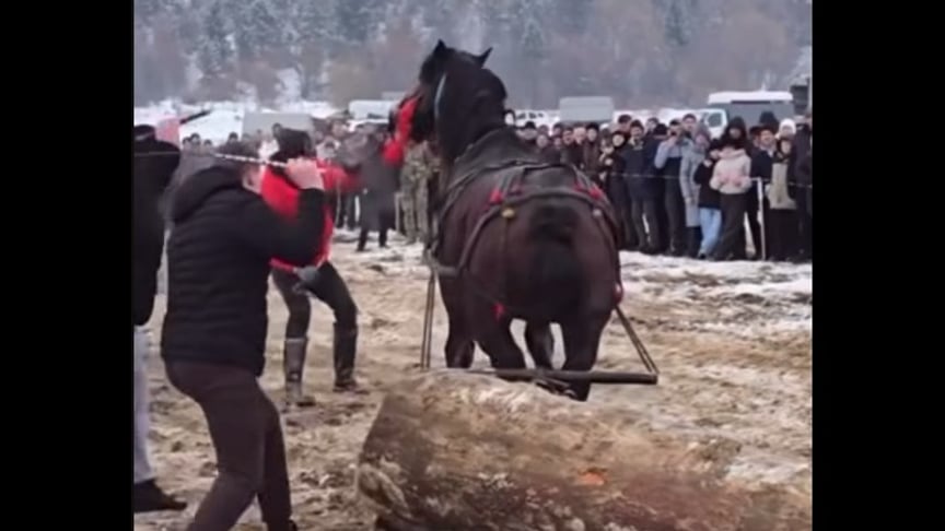 Коня на фестивалі шмагають, змушуючи тягнути велику колоду