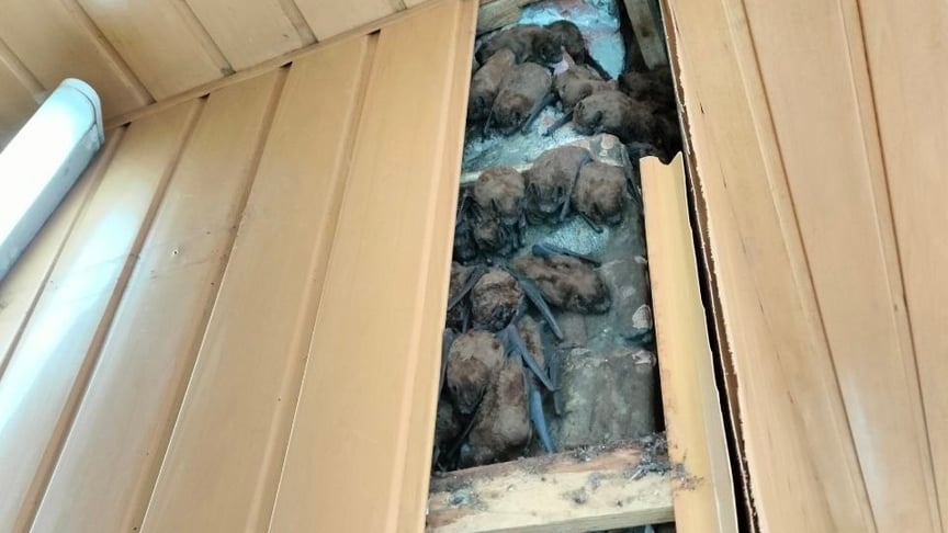 Понад 900 кажанів кілька років зимували в обшивці балкона квартири у Харкові