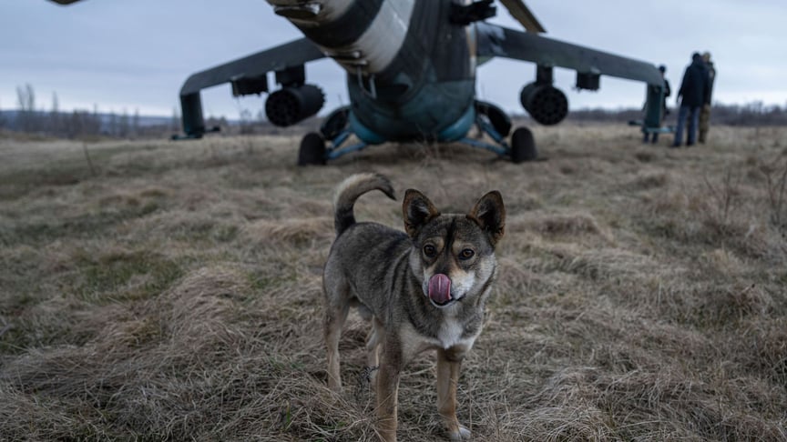 A dog licks its nose in front of a Ukrainian Mi-24 combat helicopter in the Donetsk region, March 18, 2023 