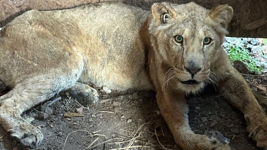 Левиця в приватному притулку в Хмельницькому