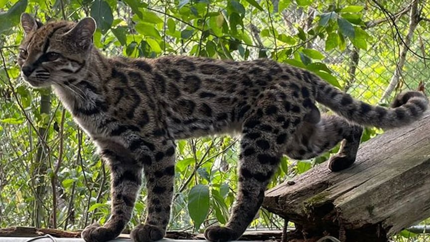 Новий вид котячих, який називають Leopardus tilcayo