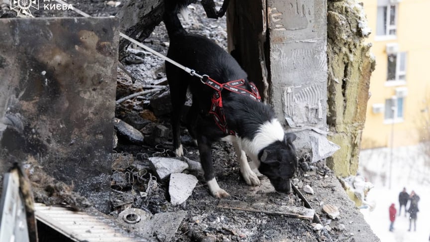 Собака рятувальників у будинку, який постраждав унаслідок російського обстрілу, 9 січня 2026 року