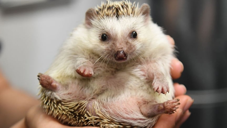 Ілюстративне фото