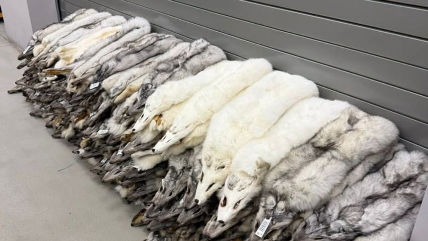На кордоні з Польщею виявили 120 шкурок песця на 400 тисяч гривень