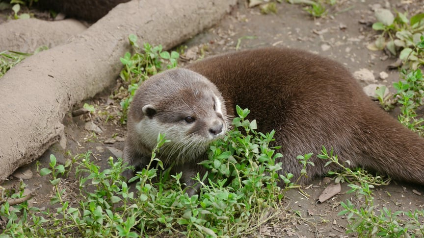 Ілюстративне фото. Видра у зоопарку