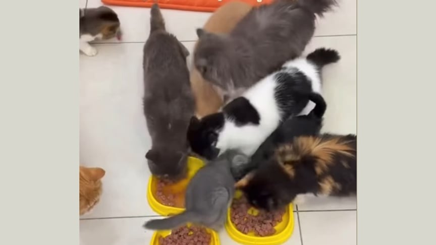 Коти в одеському закладі Cat Lounge