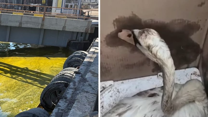 Забруднення соняшниковою олією в Чорноморську