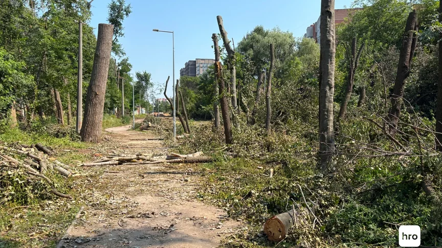 Вирубані дерева на Теремках у Києві, 7 серпня 2026 року