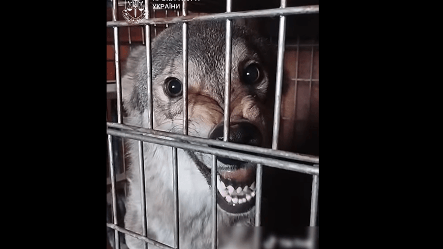 Вовк, якого утримувала у квартирі киянка