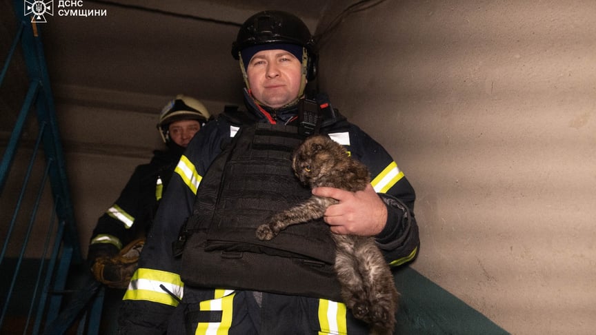 Спасатели несут кота, найденного в поврежденном доме после обстрела Ахтырки