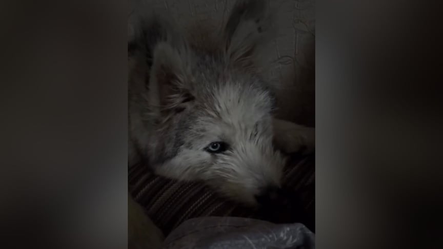 Собака, яка померла у селі Мала Рогань на Харківщині Собака, яка померла у селі Мала Рогань на Харківщині