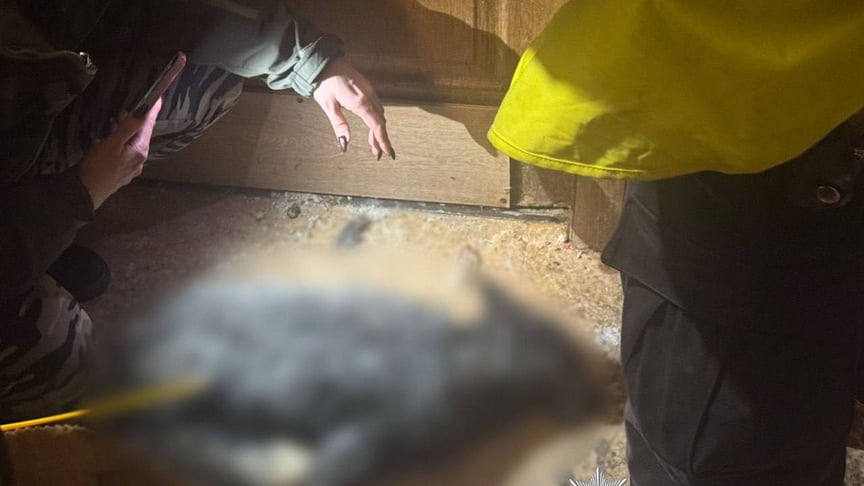 Поліціянти проводять обшуки у квартирі киянки, яка утримувала в себе лисицю та вовка