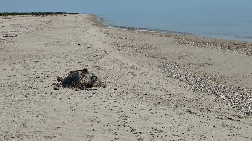 Міна на березі Чорного моря Міна на березі Чорного моря