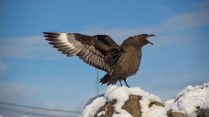 Південнополярний поморник під час довгого крику в районі станції «Академік Вернадський»