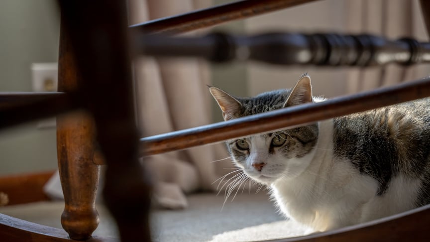 Cats are known to be stressing more due to their owners spending more time at home.