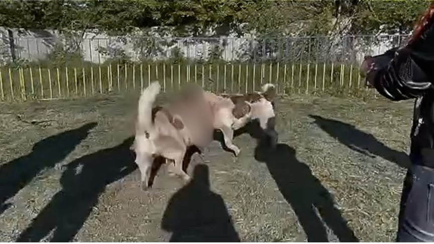 Бійка двох собак у селі Тернівка на Дніпропетровщині