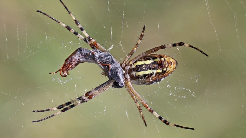 Аргіопа тигрова, або Argiope bruennichi