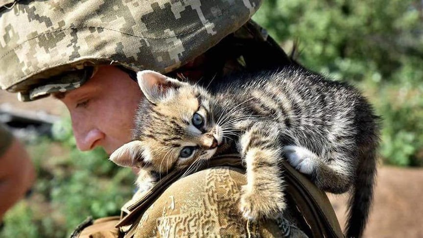 Украинский военный с котом на плече. Иллюстративное фото