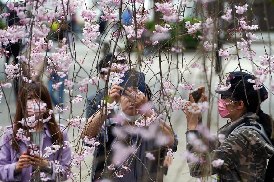 Люди в защитных масках фотографируют цветение вишни в Токио, Япония, 26 марта 2021 года