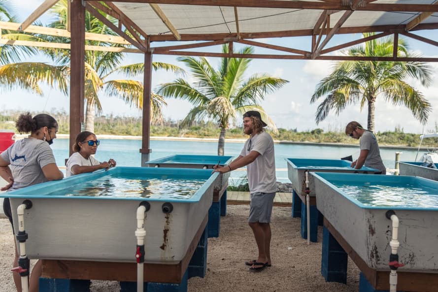 Вирощування коралів